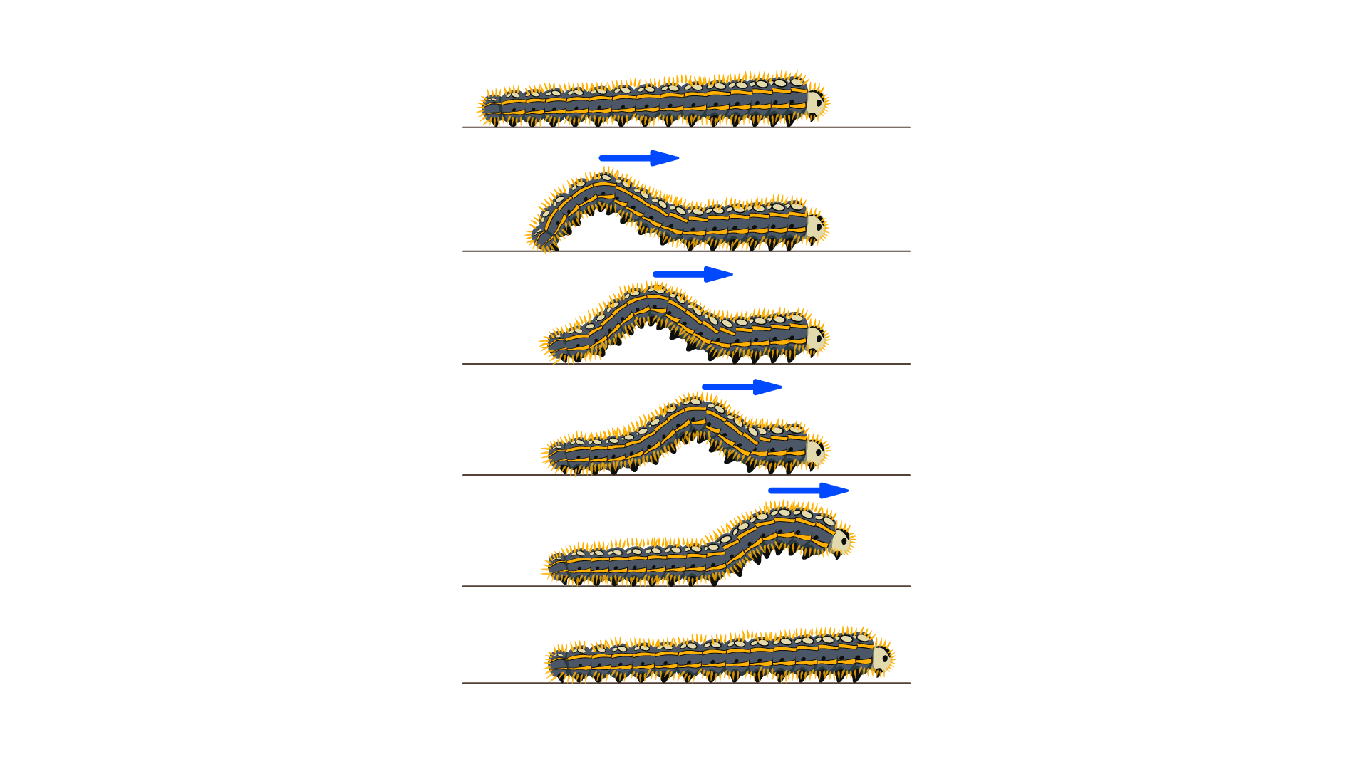 MOUVEMENT DE LA CHENILLE